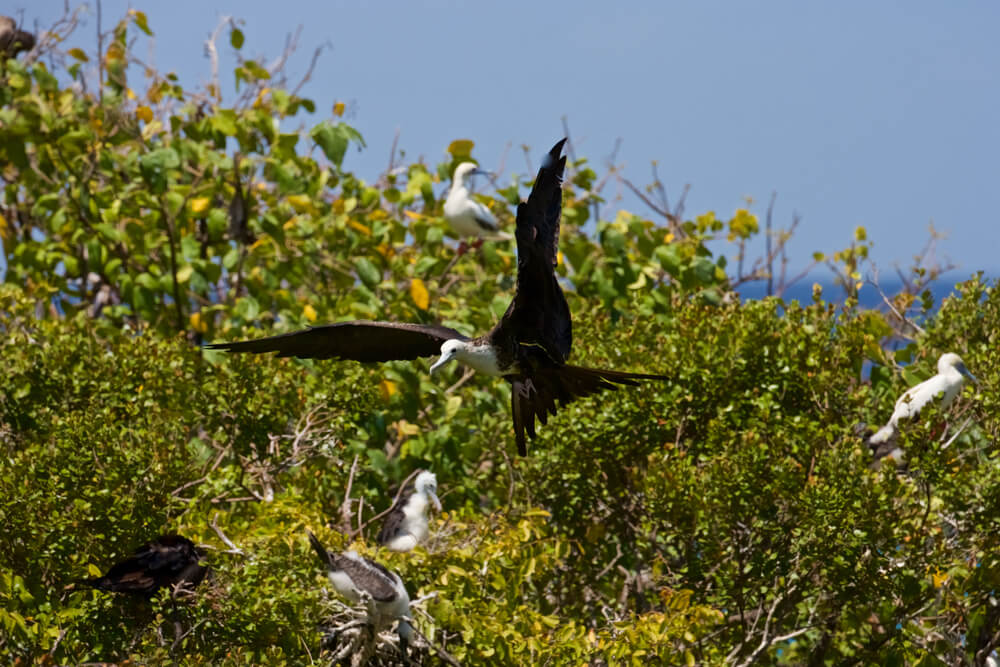 Magnificent Frigatebird