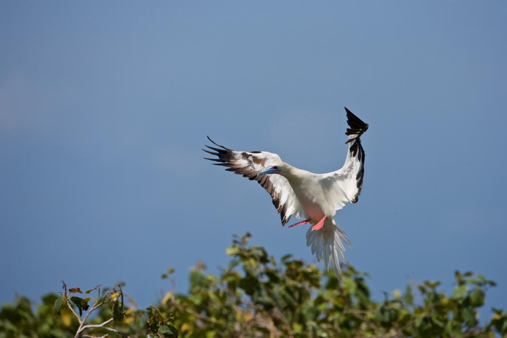 Red-Footed Booby