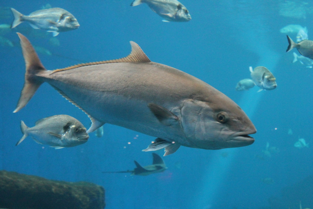 tuna fish-itza