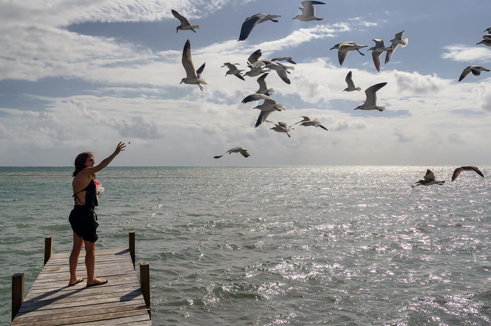 Bird Watching Belize