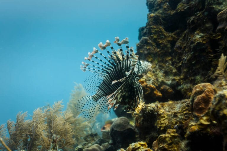 Hol Chan Marine Reserve