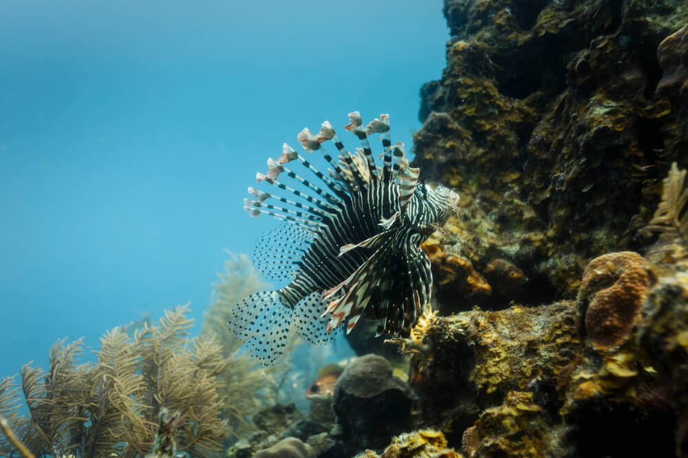 Lion fish on the reef