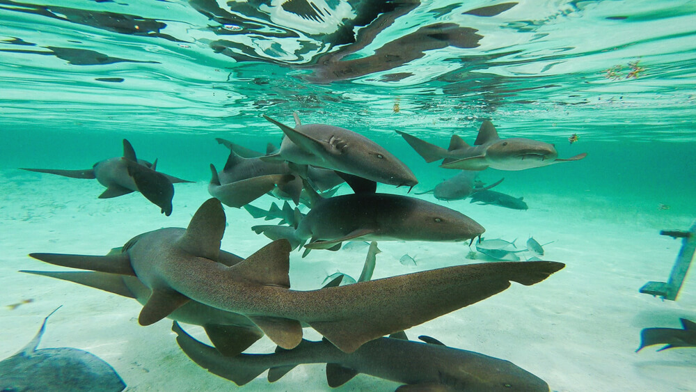 Nurse shark at shark ray ally