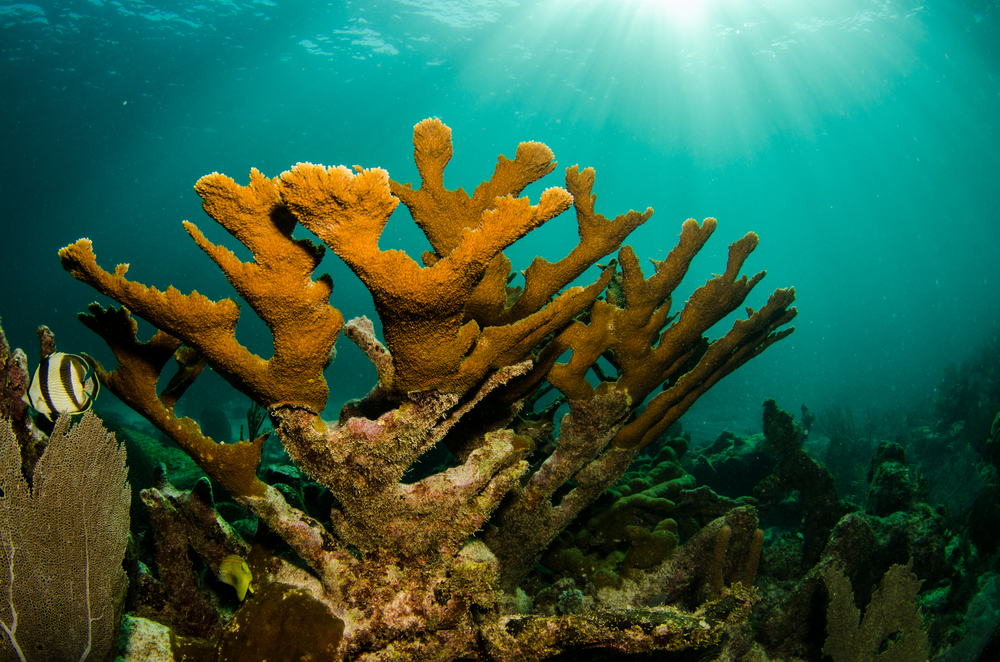 coral reef belize