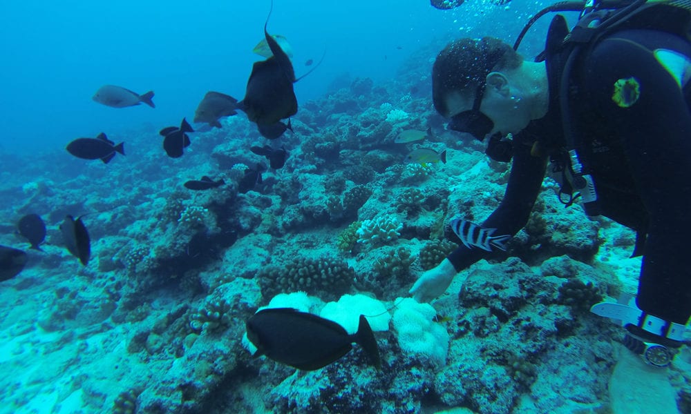 expert Diver belize