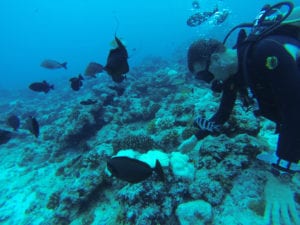 expert Diver belize