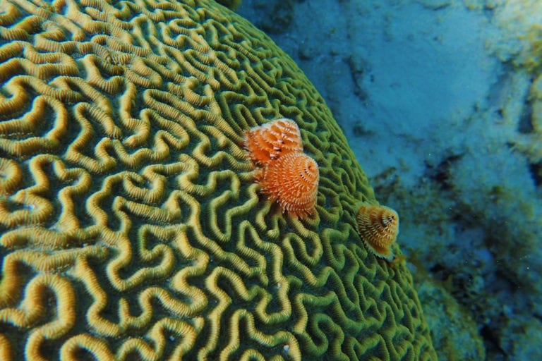 Coral reef diving at Lighthouse Reef Atoll Belize