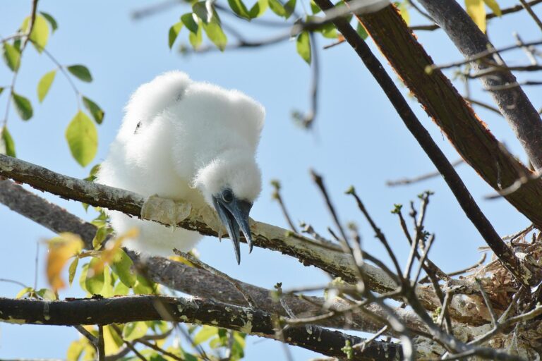 Red-footed booby chick on Half Moon Caye at Lighthouse Reef Atoll Belize