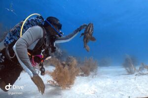Elvis Solis scuba diving in Belize with his friendly grouper named Rufus, surrounded by blue water and white sand near Long Caye.