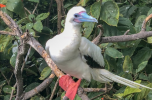 the Red footed bird of Belize