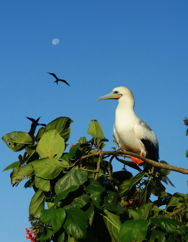 red-footed booby birds