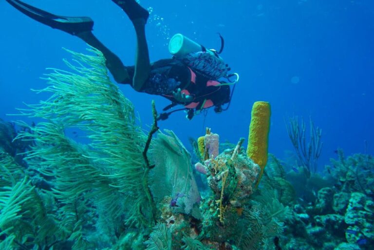 View from behind Elvis Solis scuba diving over a healthy Belize reef with orange sponges, sea fans, coral formations, and small tropical fish at Lighthouse Reef Atoll.