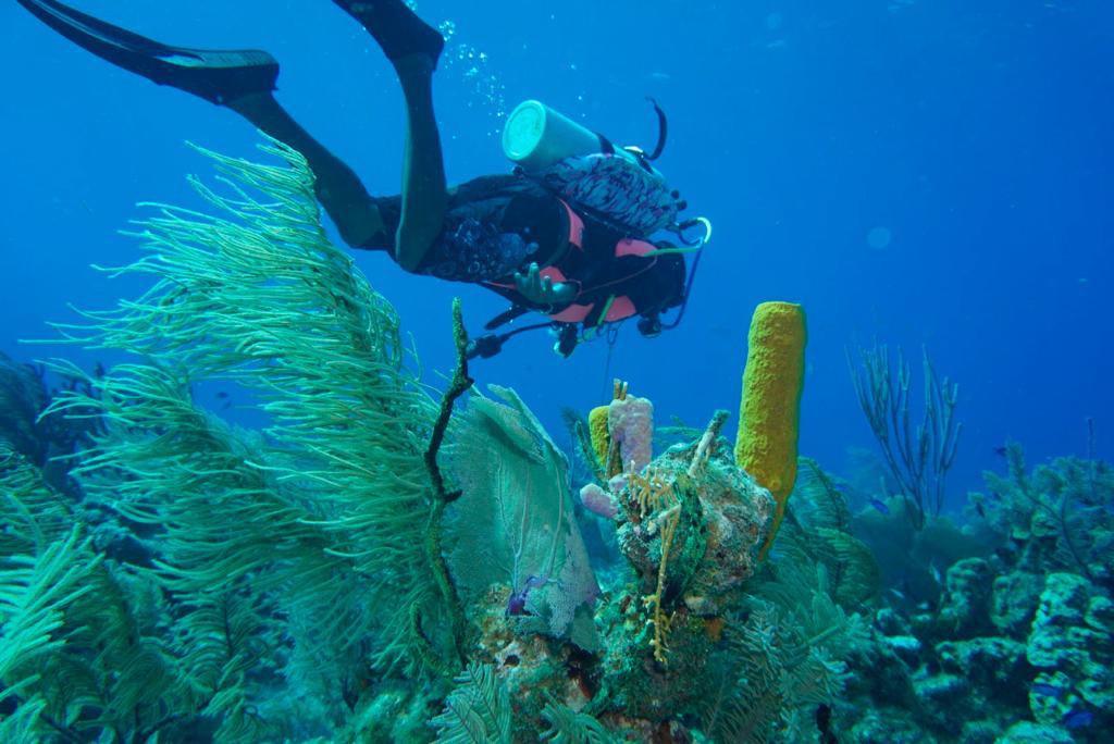 View from behind Elvis Solis scuba diving over a healthy Belize reef with orange sponges, sea fans, coral formations, and small tropical fish at Lighthouse Reef Atoll.