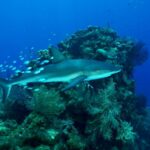 Reef shark swimming along Half Moon Caye Wall in Belize, with colorful coral formations rising like a peak in the background.