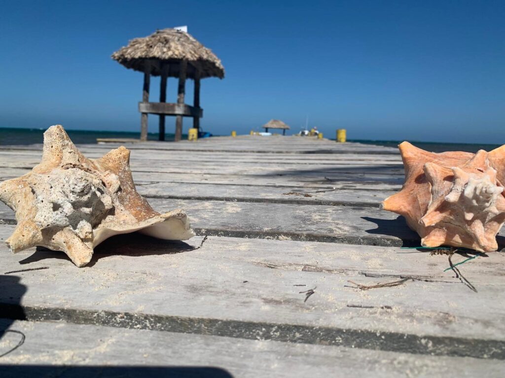 Conch shells resting on the dock at Long Caye, Lighthouse Reef Atoll Belize near Itza Resort