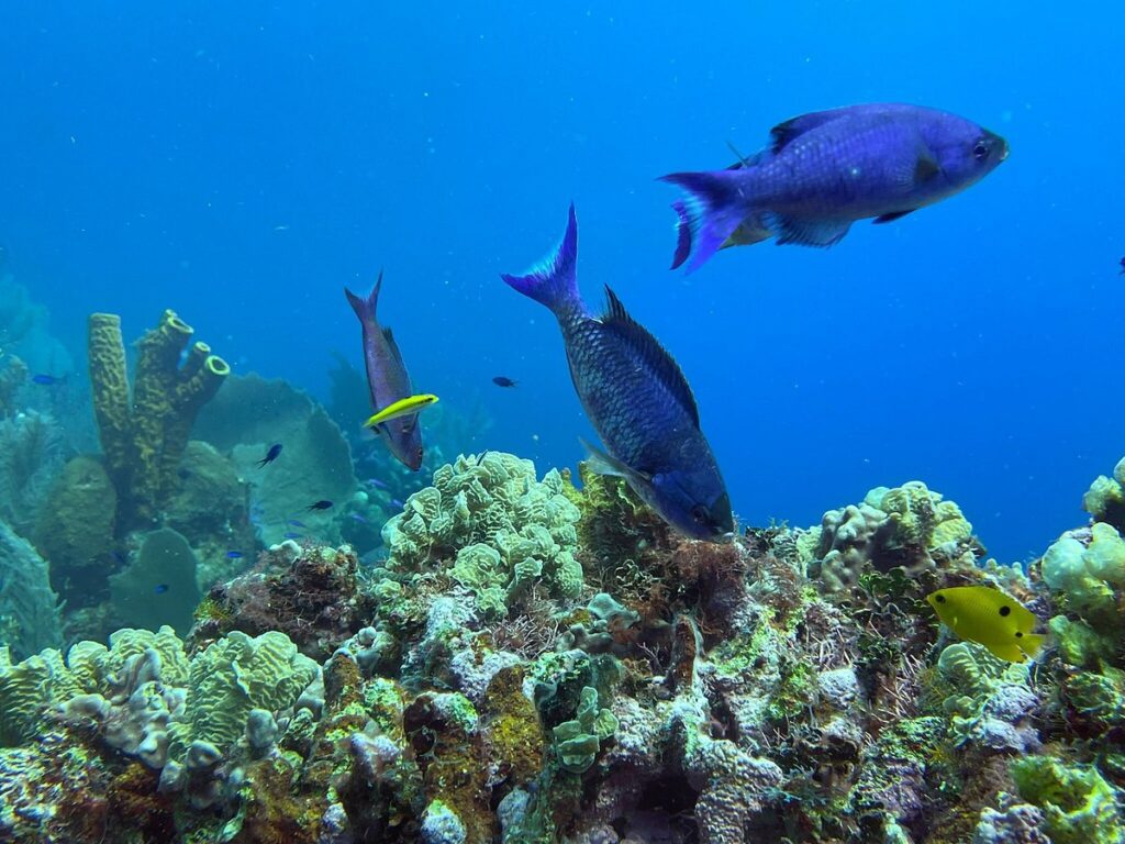 Healthy coral reef with tropical fish at Lighthouse Reef Atoll Belize