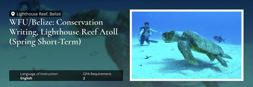 Sea turtle and diver at Lighthouse Reef Atoll Belize during a marine field program