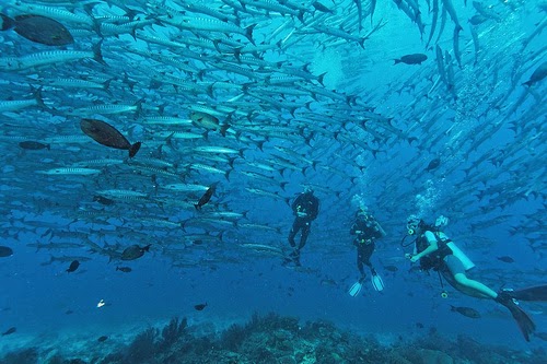 Divers swimming beside a massive barracuda tornado at Sipadan Island Malaysia